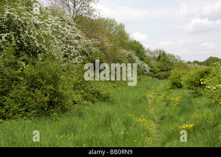 Un paese siepe nel Regno Unito nel mese di maggio Foto Stock