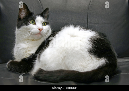 Un bianco e nero gatto seduto su una sedia in pelle Foto Stock