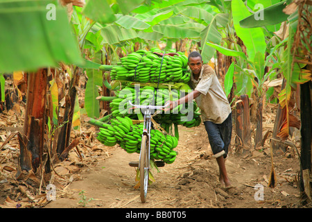 Banana uomo Tanzania Foto Stock