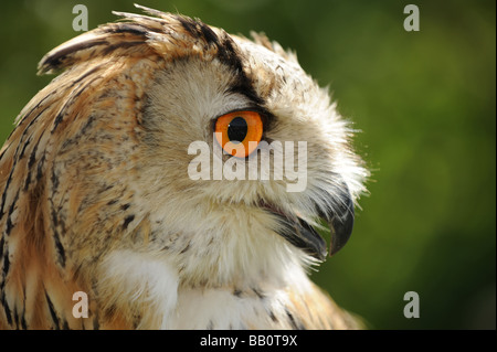 Un siberiano Gufo Reale studi la sua preda Foto Stock