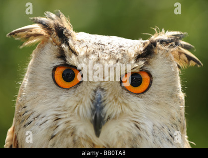 Un siberiano Gufo Reale studi la sua preda Foto Stock