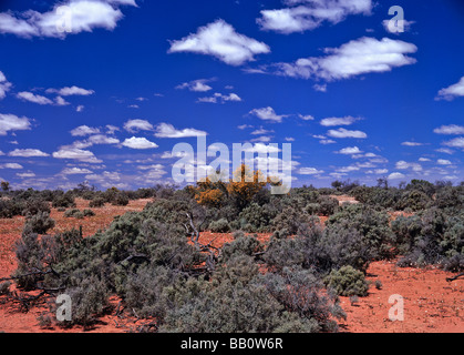 Bluebush, outback Australia Foto Stock