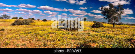 Fiori di campo in sabbia del deserto, Australia centrale Foto Stock