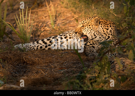 Femmina arrabbiato leopard ringhia mostra denti al fastidio invisibili mentre giaceva nel fascio di luce solare Foto Stock