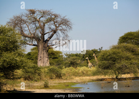 2 giraffe, Giraffa Camelopardalis, in piedi vicino a un grande Baobab Adansonia digitata o capovolto tree di Okavango Delta Botswana Africa, cielo blu Foto Stock