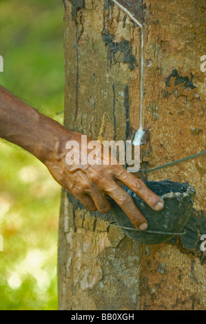 Indian uomo al lavoro su una gomma-tree plantation tra Kottayam e del Periyar. Il Kerala, India. N versioni disponibili. Foto Stock