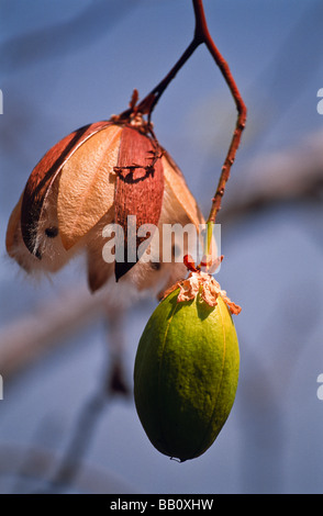 Kapok frutti e sementi, Australia occidentale Foto Stock