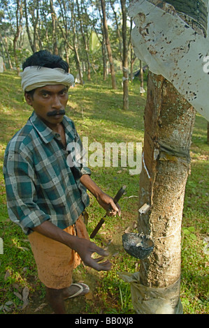 Indian uomo al lavoro su una gomma-tree plantation tra Kottayam e del Periyar. Il Kerala, India. N versioni disponibili. Foto Stock