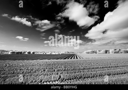 Immagine attraverso il 'Grande britannica" campagna shot in infrarosso, Gran Bretagna. Foto Stock