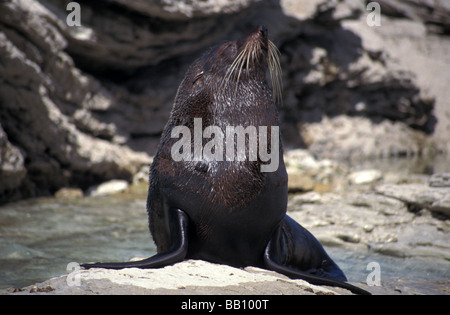 Nuova Zelanda pelliccia sigillo Arctocephalus forsteri crogiolarsi sulle rocce di Kaikoura Isola del Sud della Nuova Zelanda Foto Stock