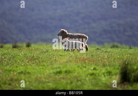 Sheep and lambs in pasture, Australia Foto Stock