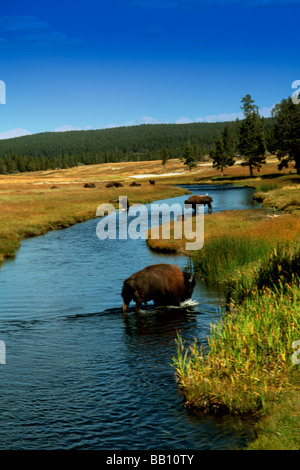 Nez Perce Creek con il pascolo di bisonte in acqua al Parco Nazionale di Yellowstone in Wyoming Foto Stock