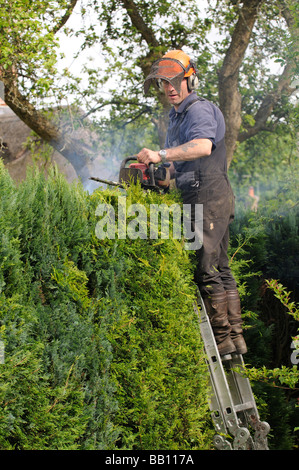 Giardiniere il taglio di una siepe Leylandii da una scaletta e utilizzando un azionamento a benzina tagliasiepi Foto Stock