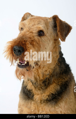 Airedale Terrier Foto Stock