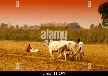 Povera famiglia contadina tendente a campi con Old fashion bufalo d'acqua e aratro vicino a Nuova Delhi in India Foto Stock