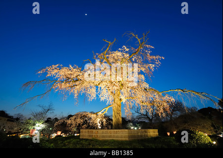 Il ciliegio piangente di Gion (piantato nel 1949) è il punto di riferimento e un importante punto d'incontro durante la stagione dei fiori di ciliegio nel Parco Maruyama, Kyoto JP Foto Stock