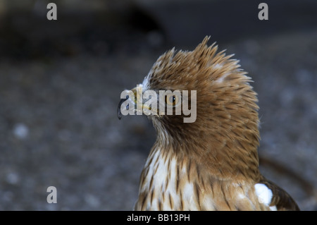 Eagle.avviato Eagle 'Hieraeetus pennatus' Dark morph.adulto con piume di testa sollevata. Foto Stock