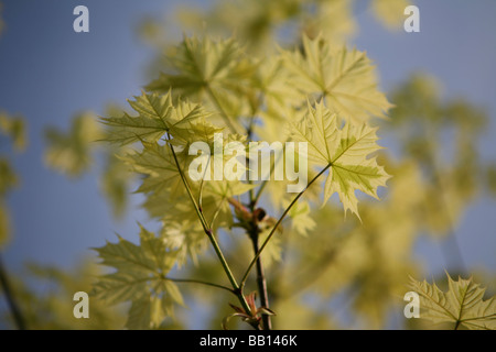 Acer platanoides 'Rummondii' (acero norvegese) all'inizio della primavera Foto Stock