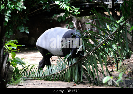 : La malese tapiro (Tapirus indicus), chiamato anche il tapiro asiatico, è il solo tapiro nativa per l'Asia. Lo Zoo di Singapore, Singapore Foto Stock