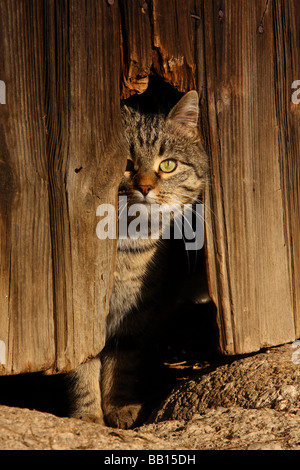 Un tabby cat sedeva dietro un foro in un vecchio fienile porta. Foto Stock