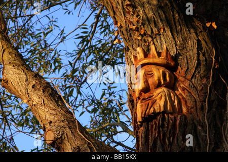 Un volto scolpito su un salice accanto al fiume Wey in Guildford Surrey svolto dalla chainsaw pirati Foto Stock