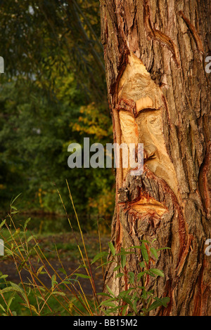 Un volto scolpito su un salice accanto al fiume Wey in Guildford Surrey svolto dalla chainsaw pirati Foto Stock