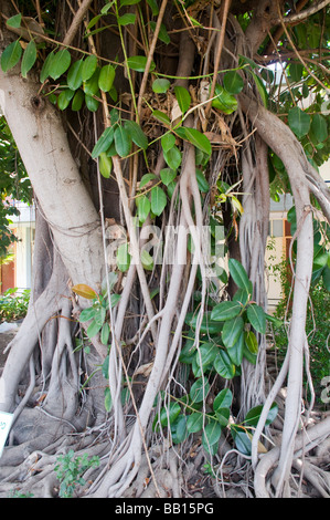 Ficus elastica anche chiamato la gomma fig Foto Stock