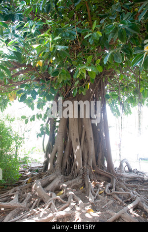 Ficus elastica anche chiamato la gomma fig Foto Stock