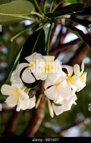Plumeria (nome comune Frangipani; syn. Himatanthus Willd. ex Roem. & Schult.) è un piccolo genere di 7-8 specie native di tropici Foto Stock