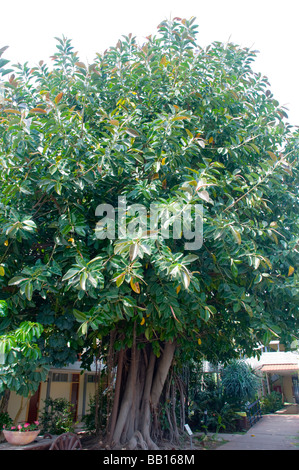 Ficus elastica anche chiamato la gomma fig Foto Stock