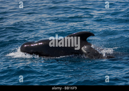 Breve alettato di Balene Pilota Globicephala macrorhynchus Pilotwal madre e vitello di vitello nella posizione di ECHELON Foto Stock