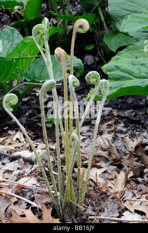 Gruppo di felci fiddlehead commestibili e considerato una prelibatezza da alcune persone. Foto Stock