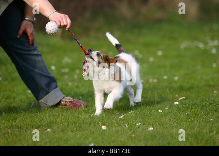 Kromfohrlander cucciolo dieci settimane tug of war Kromfohrländer Foto Stock