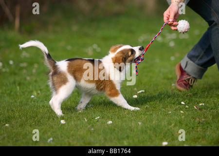 Kromfohrlander cucciolo dieci settimane tug of war Kromfohrländer Foto Stock