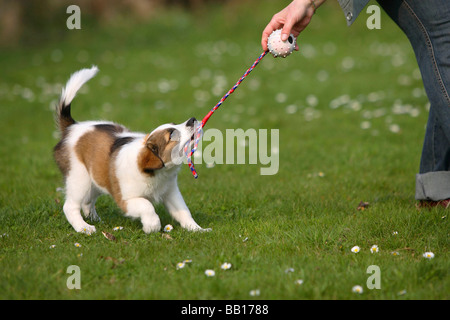 Kromfohrlander cucciolo dieci settimane tug of war Kromfohrländer Foto Stock