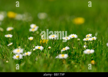 Margherite e denti di leoni in un campo molla Arundel West Sussex England Regno Unito Foto Stock