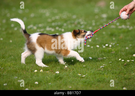 Kromfohrlander cucciolo dieci settimane tug of war Kromfohrländer Foto Stock