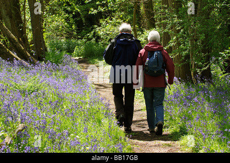 L uomo e la donna a piedi attraverso un bluebell legno a primavera in Hampshire a sud della contea inglese Foto Stock