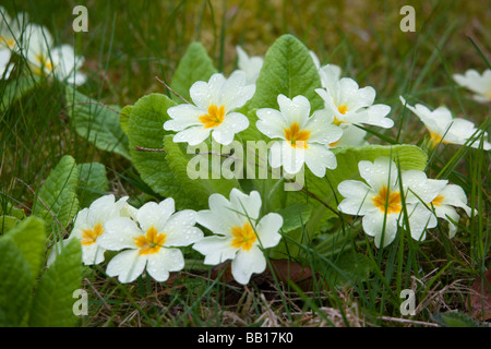 Primula vulgaris (primrose) fioritura in primavera e crescente selvatici in giardino prato Foto Stock