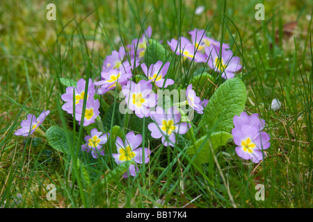 Primula fioritura in primavera e crescente selvatici in giardino prato Foto Stock