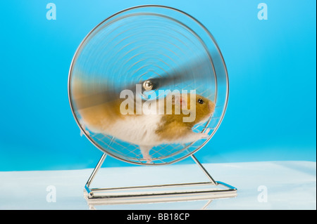 Divertente criceto goldhamster ruota ad alta velocità giocare giochi ruotare simbolico rotante wheeling in tondo run gara di corsa po Foto Stock