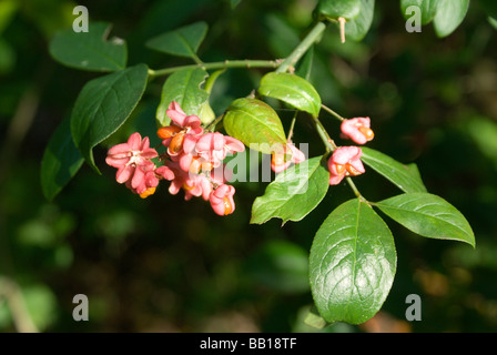 Close up di fiori sulla boccola fusello Euonymus europaeus glamorgan canal natura locale reerve whitchurch Cardiff Galles del Sud Foto Stock