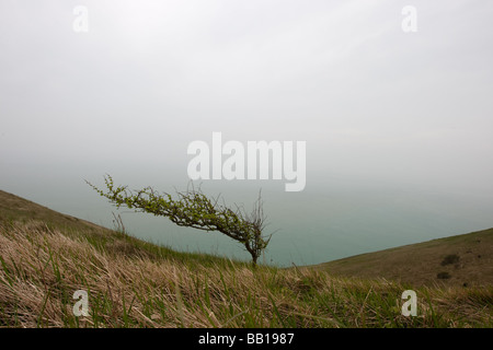 Struttura spazzate dal vento sulla cima di una scogliera Foto Stock