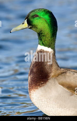 Germano reale Foto Stock