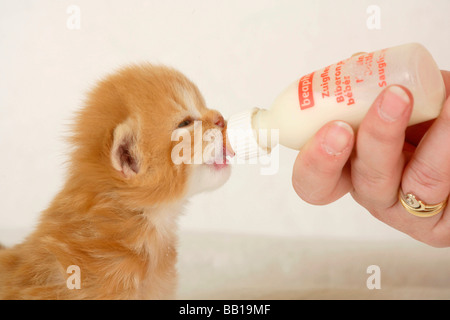 British Longhair Cat kitten 3 settimane Rosso tabby bere dalla bottiglia Highlander Lowlander Britanica Foto Stock