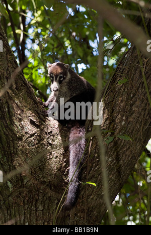 Coati in un albero, Parco Nazionale di Manuel Antonio, Costa Rica Foto Stock