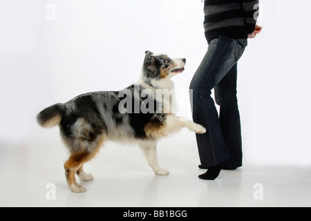 Pastore australiano 6 anni blue merle dog dancing Foto Stock