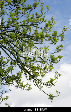 Giovani germogli del Frassino Europeo o cenere comune, Fraxinus excelsior, Oleaceae | Piante ornamentali Foto Stock