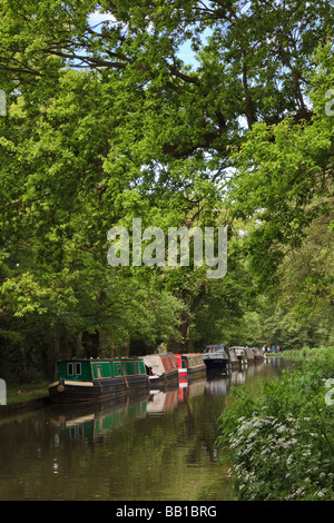 Strette barche ormeggiate a fianco del fiume Wey navigazione in Surrey Foto Stock