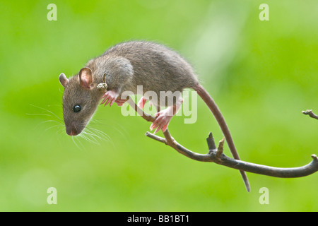 Alimentazione di ratto su un uccello birdtable tabella saltando da un ramo Foto Stock